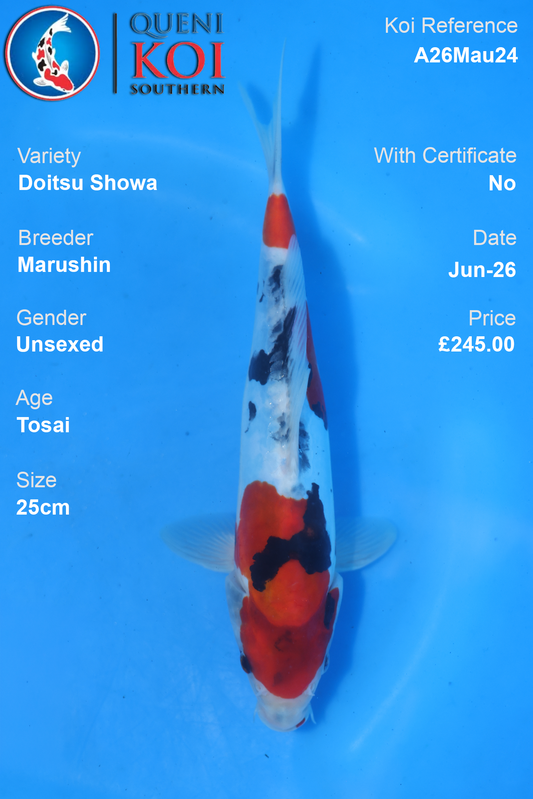 Doitsu Showa - A26Mau24 Unsexed 25cm by Marushin
