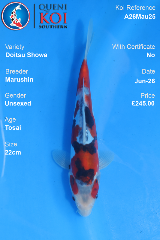 Doitsu Showa - A26Mau25 Unsexed 24cm by Marushin