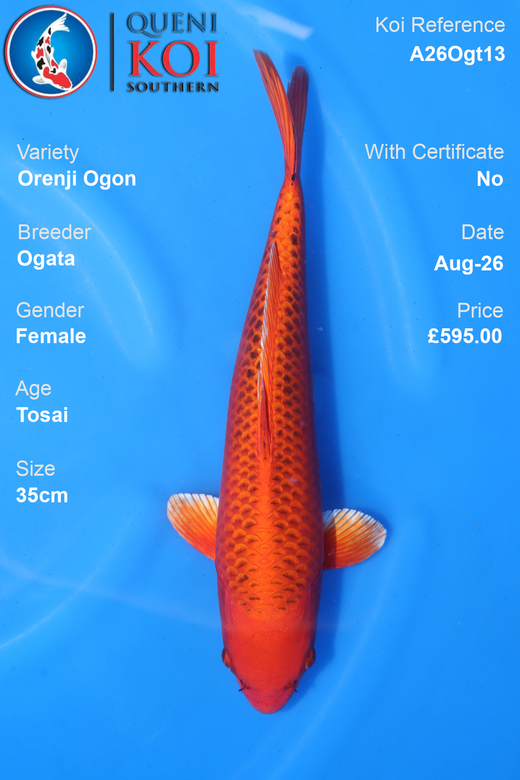 Orenji Ogon by Ogata - Tosai - 35cm - A26Ogt13
