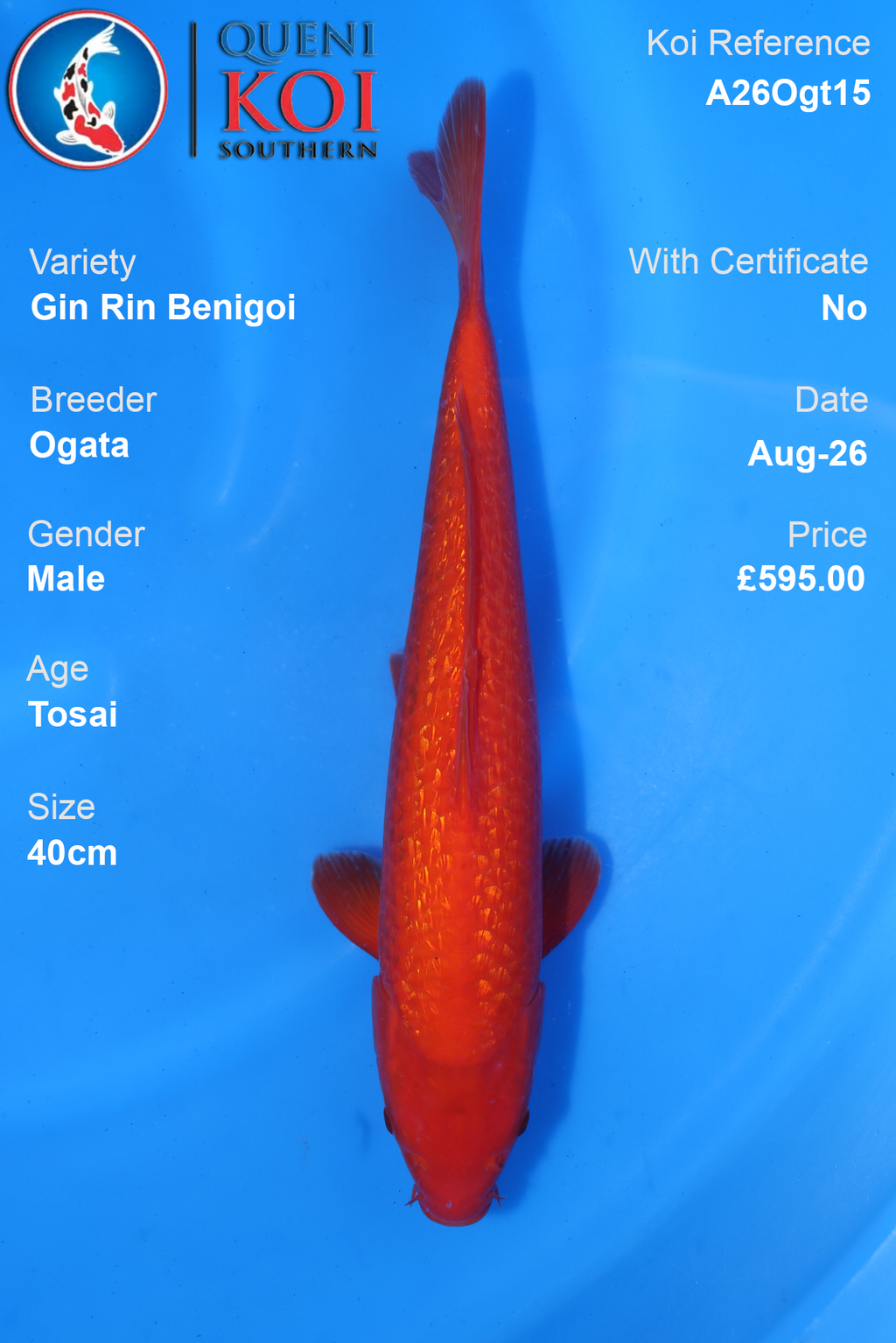 Gin Rin Benigoi by Ogata - Tosai - 40cm - A26Ogt15
