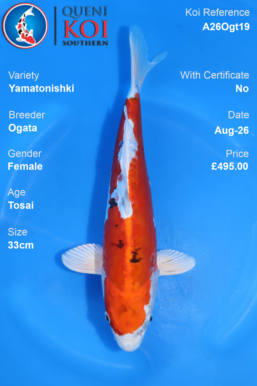Yamatonishki by Ogata - Tosai - 33cm - A26Ogt19