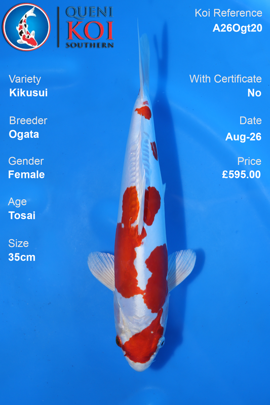 Kikusui by Ogata - Tosai - 35cm - A26Ogt20
