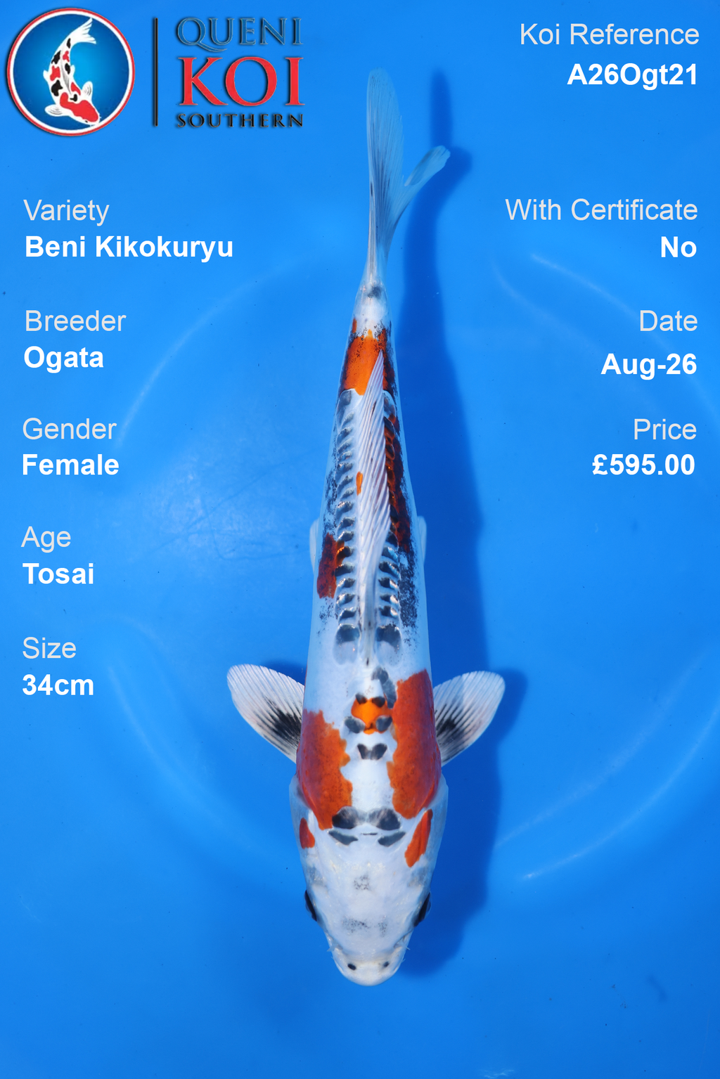 Beni Kikokuryu by Ogata - Tosai - 34cm - A26Ogt21