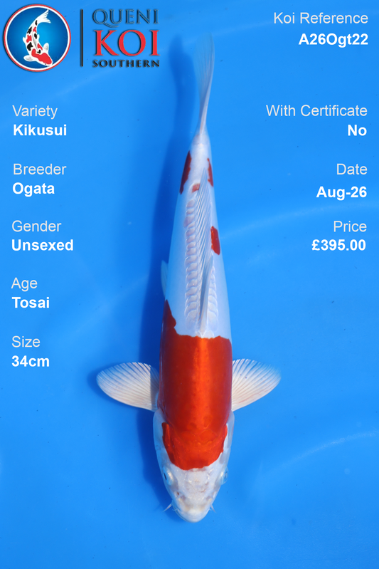 Kikusui by Ogata - Tosai - 34cm - A26Ogt22