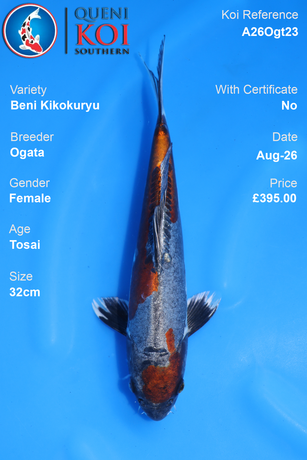 Beni Kikokuryu by Ogata - Tosai - 32cm - A26Ogt23