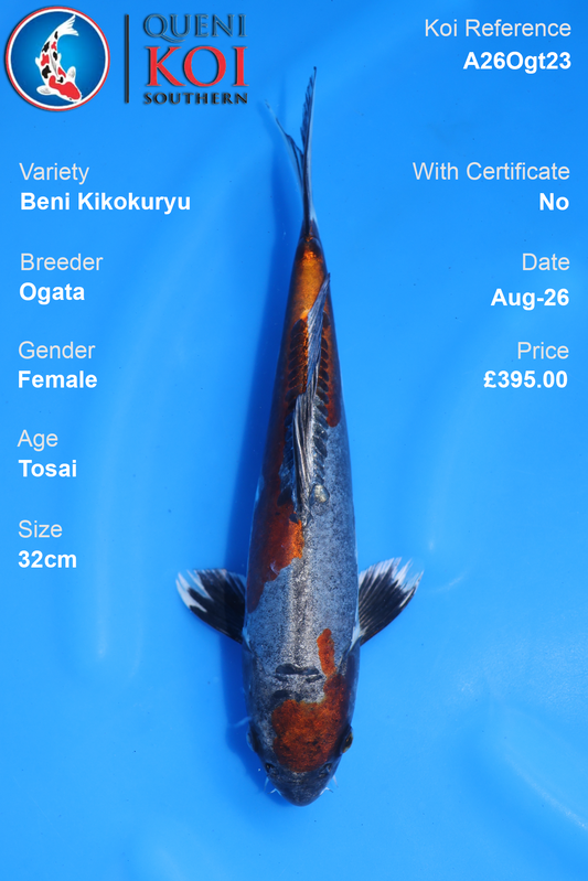 Beni Kikokuryu by Ogata - Tosai - 32cm - A26Ogt23