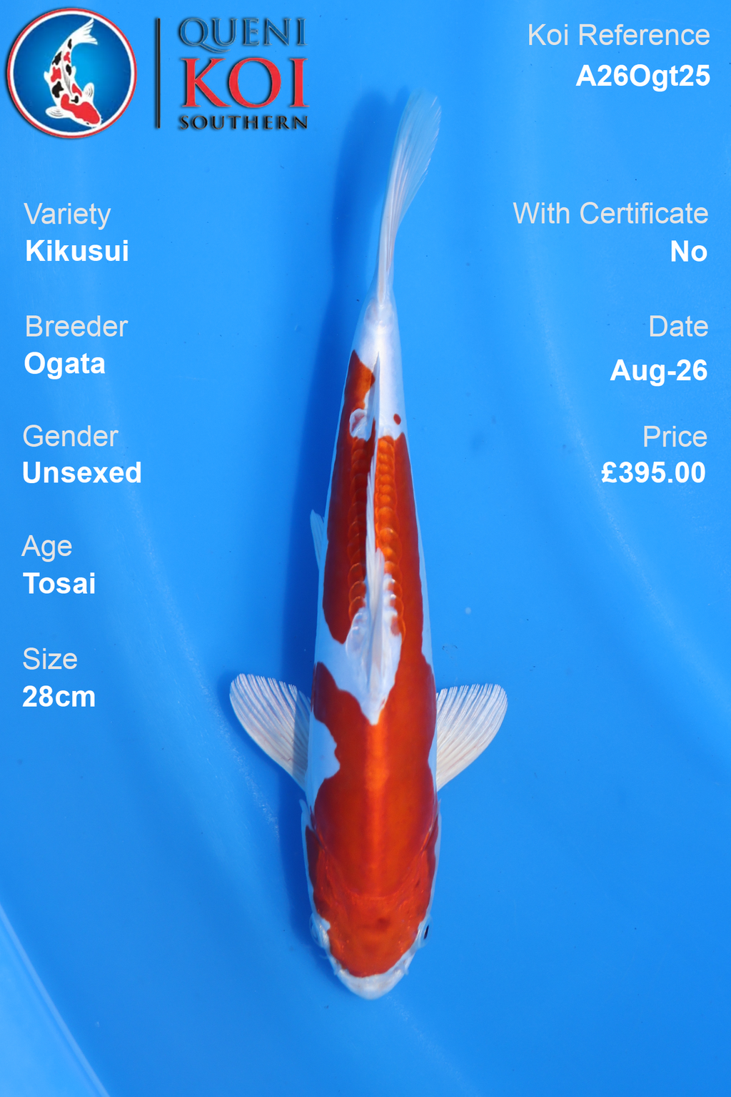 Kikusui by Ogata - Tosai - 28cm - A26Ogt25