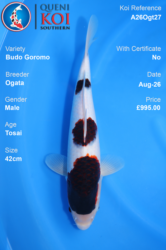 Budo Goromo by Ogata - Tosai - 42cm - A26Ogt27