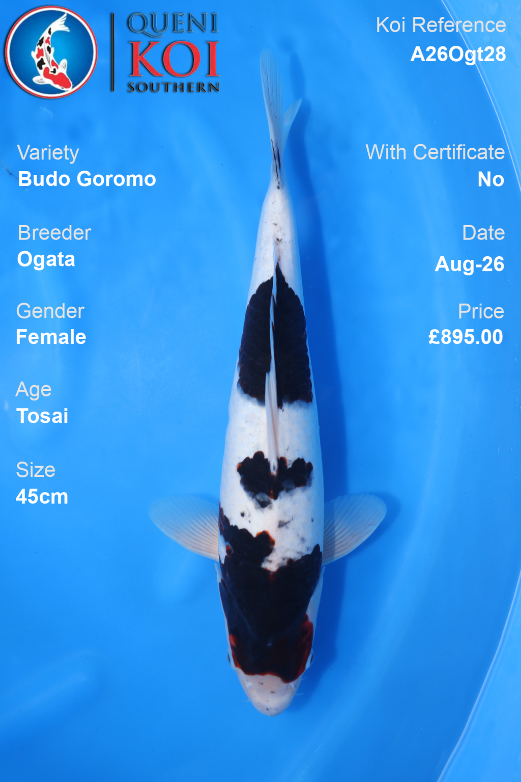 Budo Goromo by Ogata - Tosai - 45cm - A26Ogt28