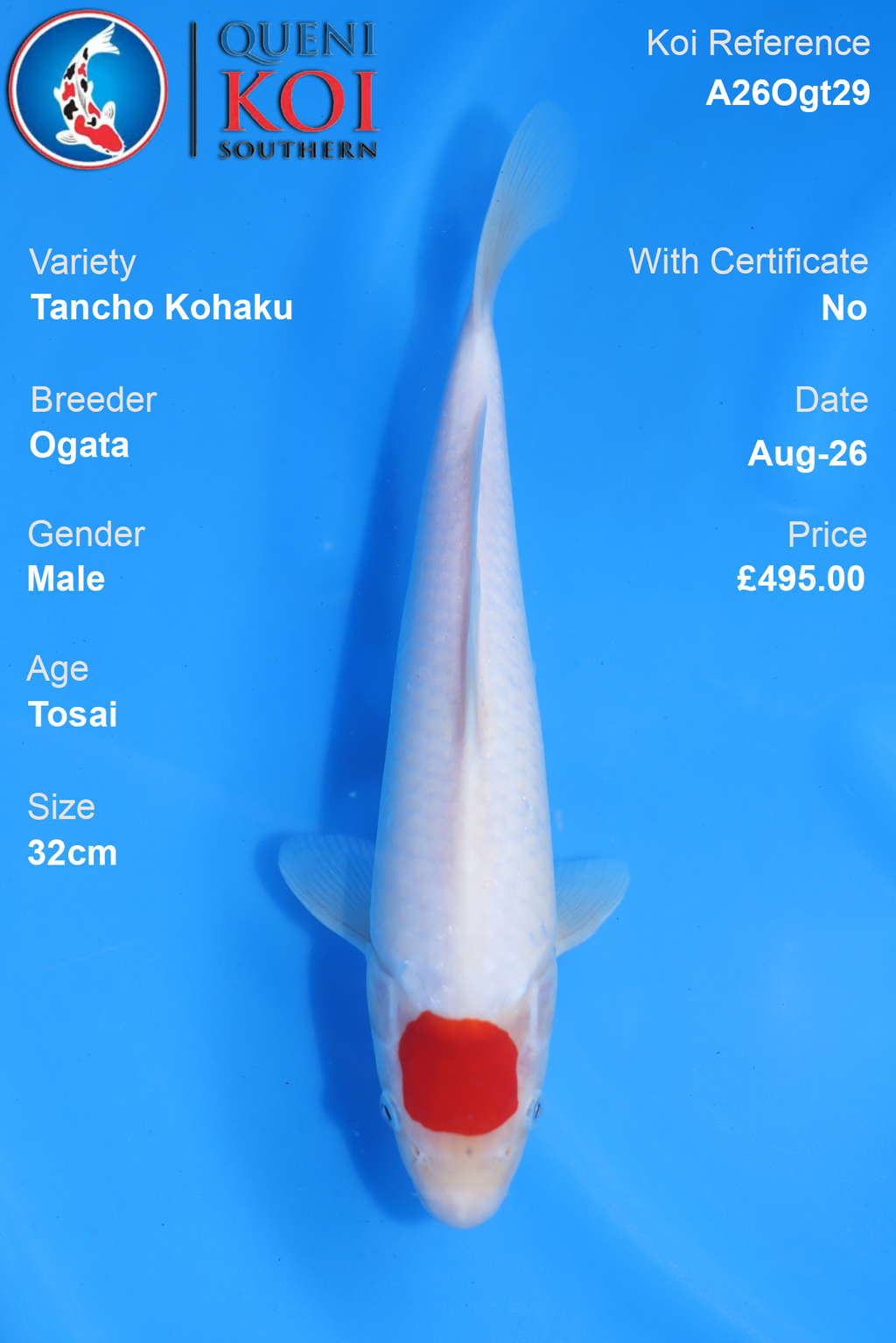 Tancho Kohaku by Ogata - Tosai - 32cm - A26Ogt29