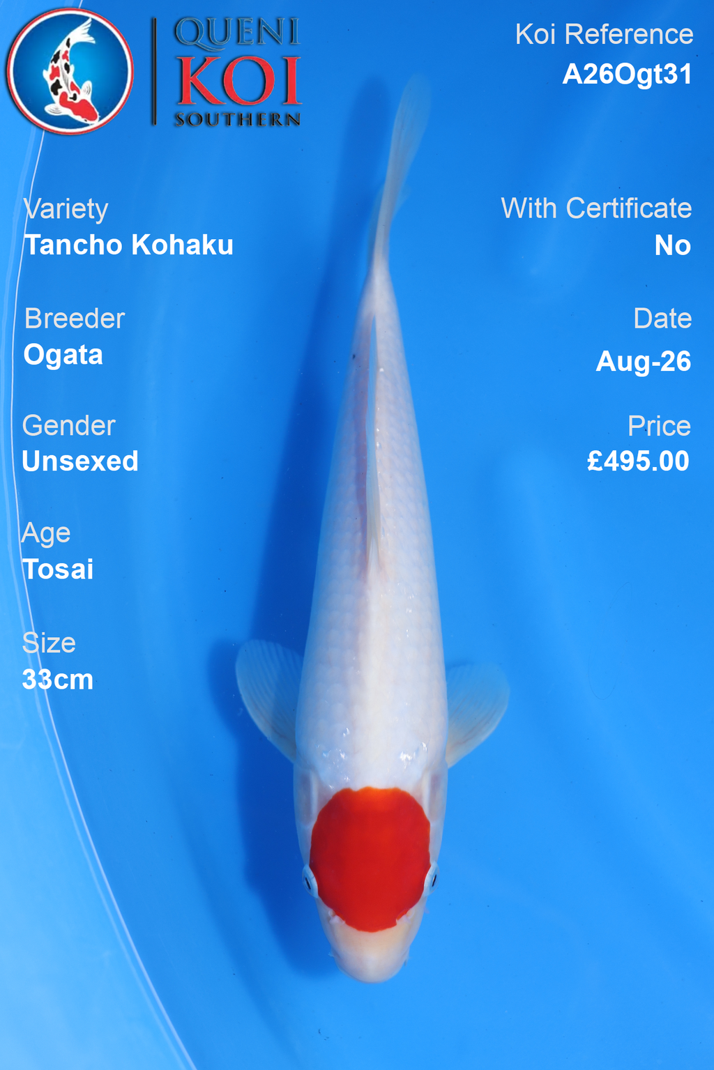 Tancho Kohaku by Ogata - Tosai - 33cm - A26Ogt31