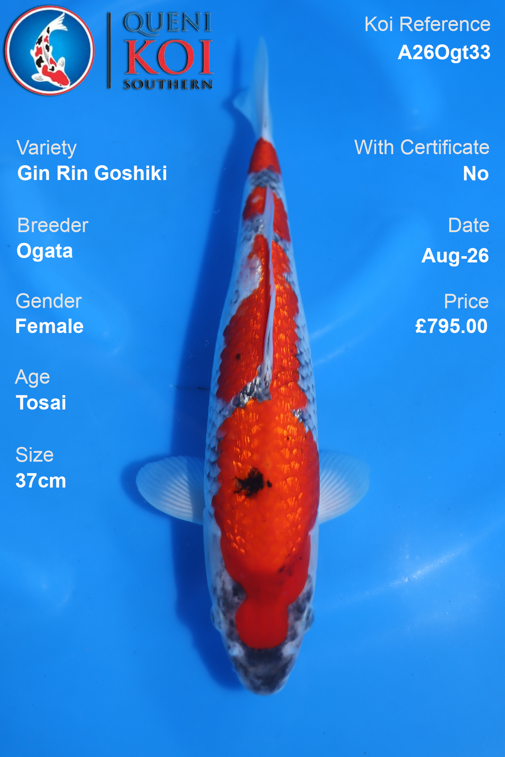 Gin Rin Goshiki by Ogata - Tosai - 37cm - A26Ogt33