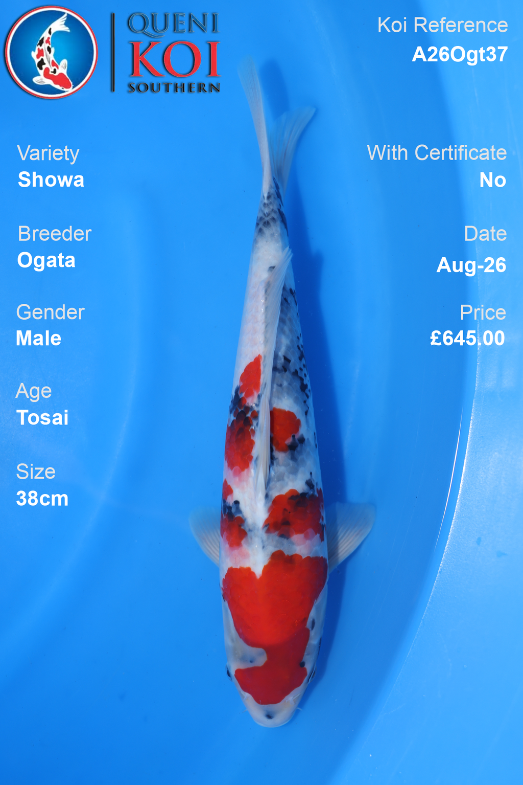 Showa by Ogata - Tosai - 38cm - A26Ogt37