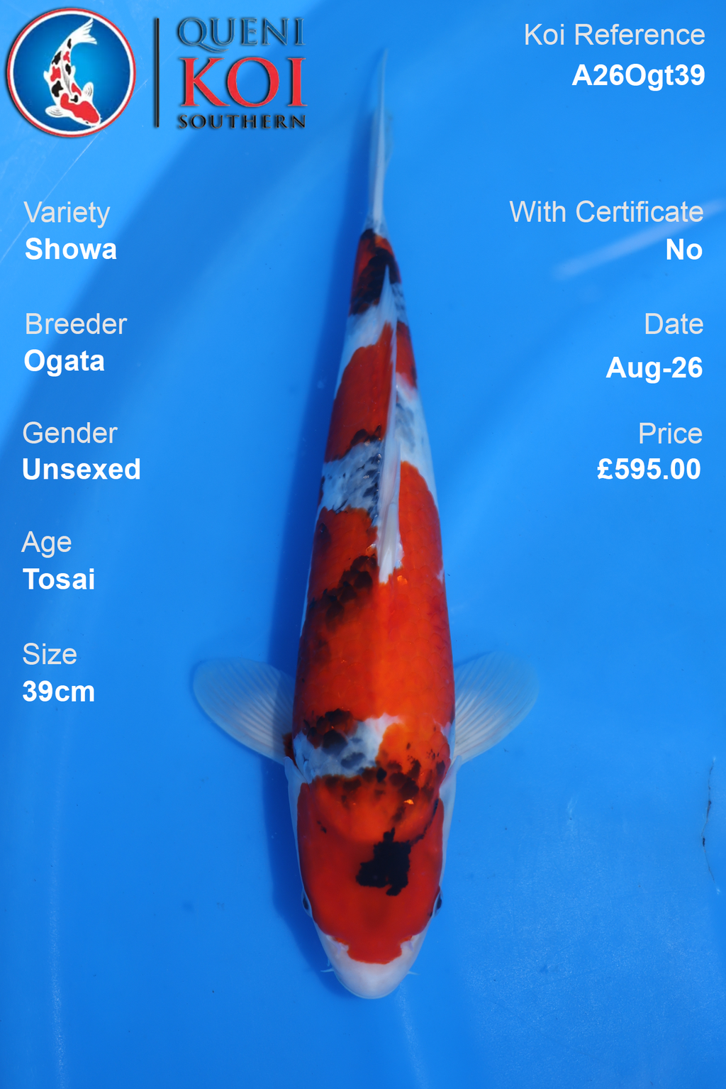 Showa by Ogata - Tosai - 39cm - A26Ogt39