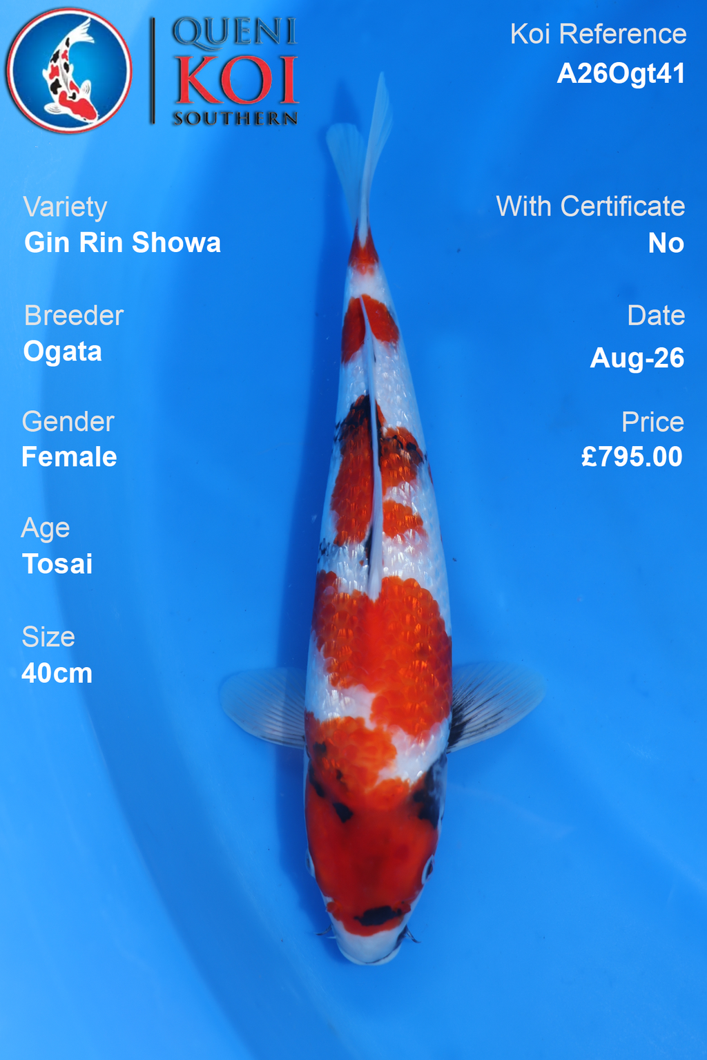 Gin Rin Showa by Ogata - Tosai - 40cm - A26Ogt41
