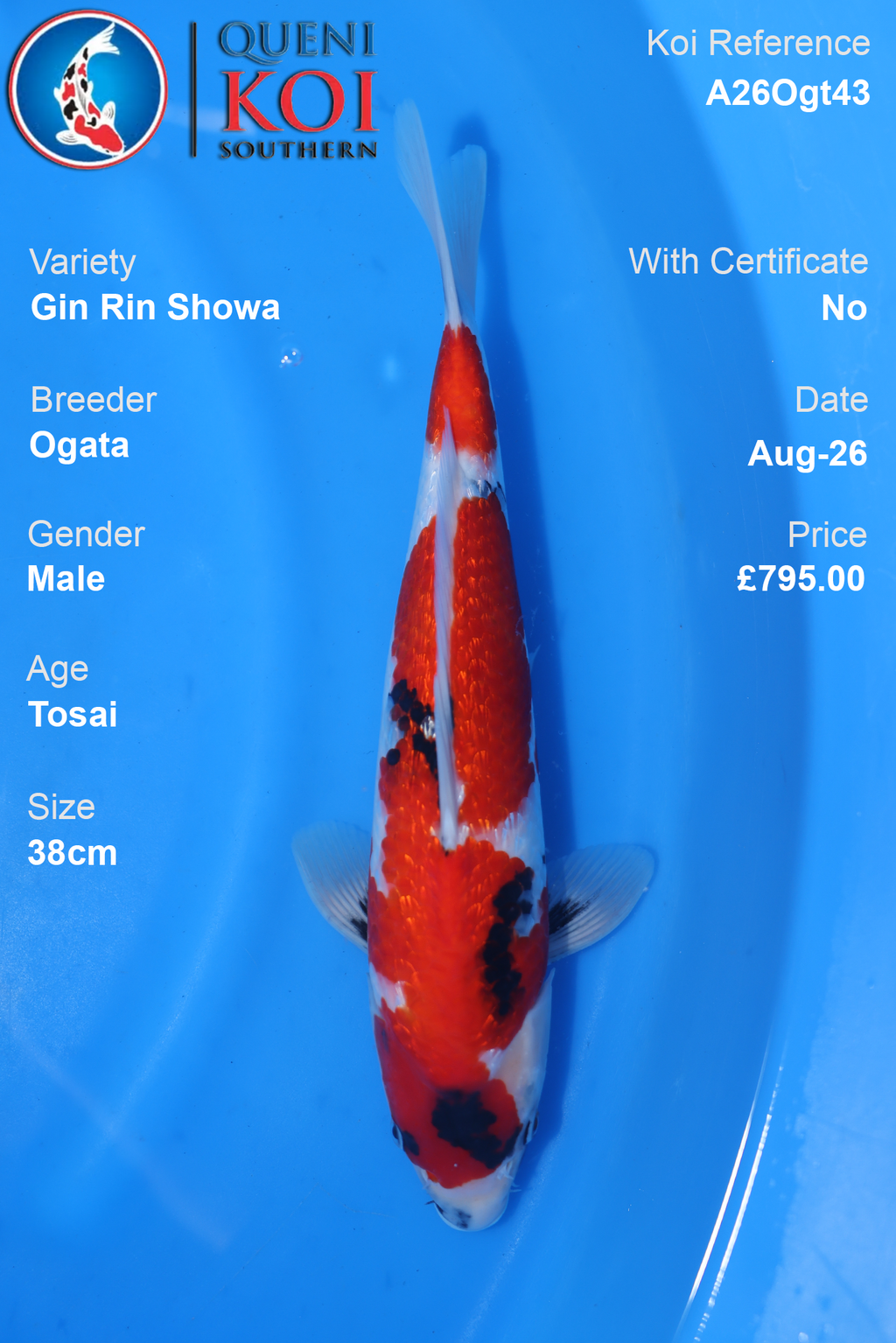Gin Rin Showa by Ogata - Tosai - 38cm - A26Ogt43