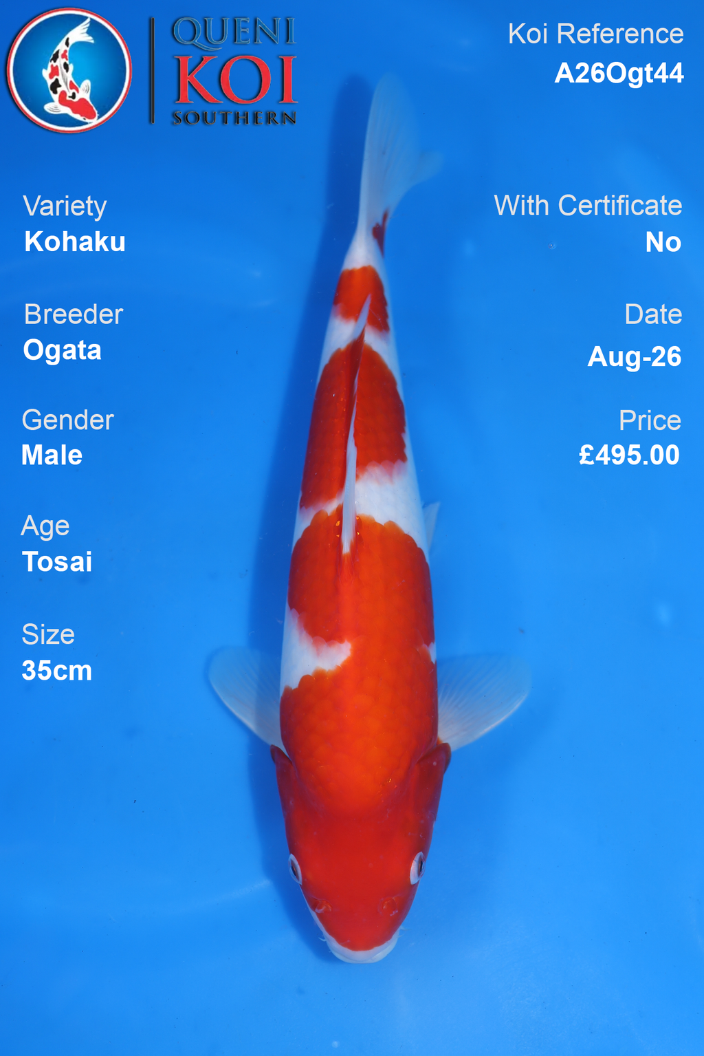 Kohaku by Ogata - Tosai - 35cm - A26Ogt44