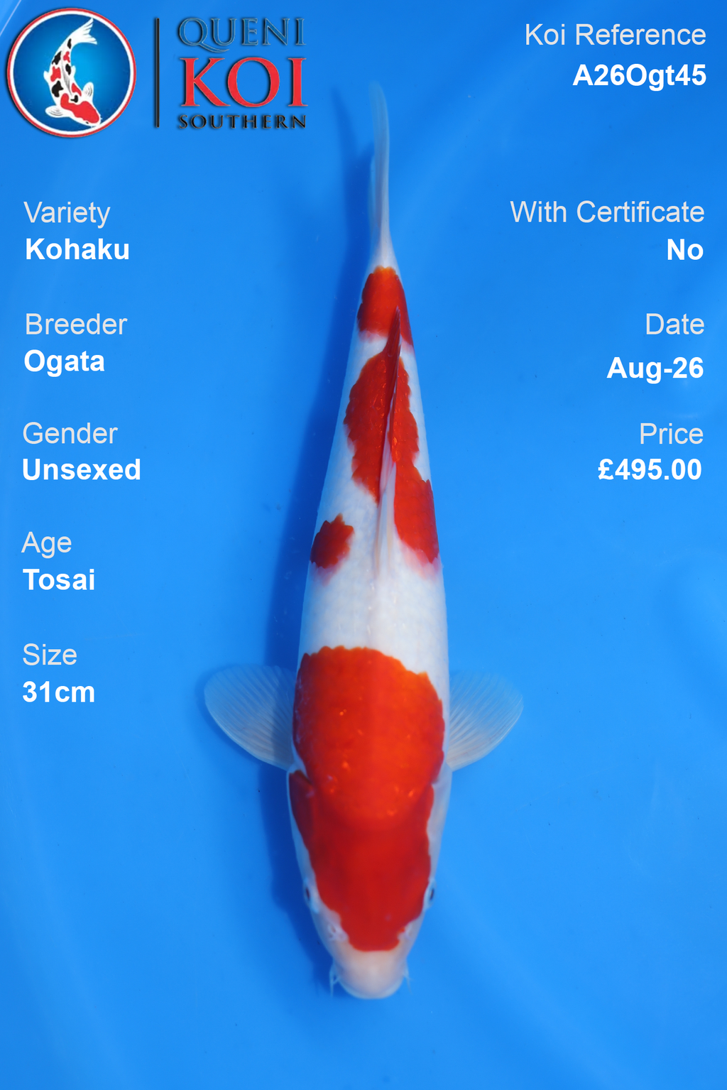 Kohaku by Ogata - Tosai - 31cm - A26Ogt45