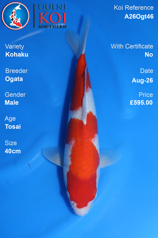 Kohaku by Ogata - Tosai - 40cm - A26Ogt46