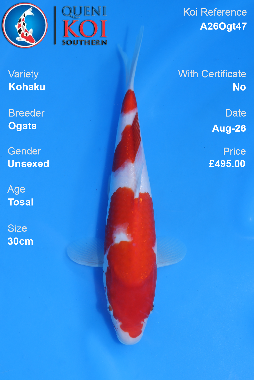 Kohaku by Ogata - Tosai - 30cm - A26Ogt47