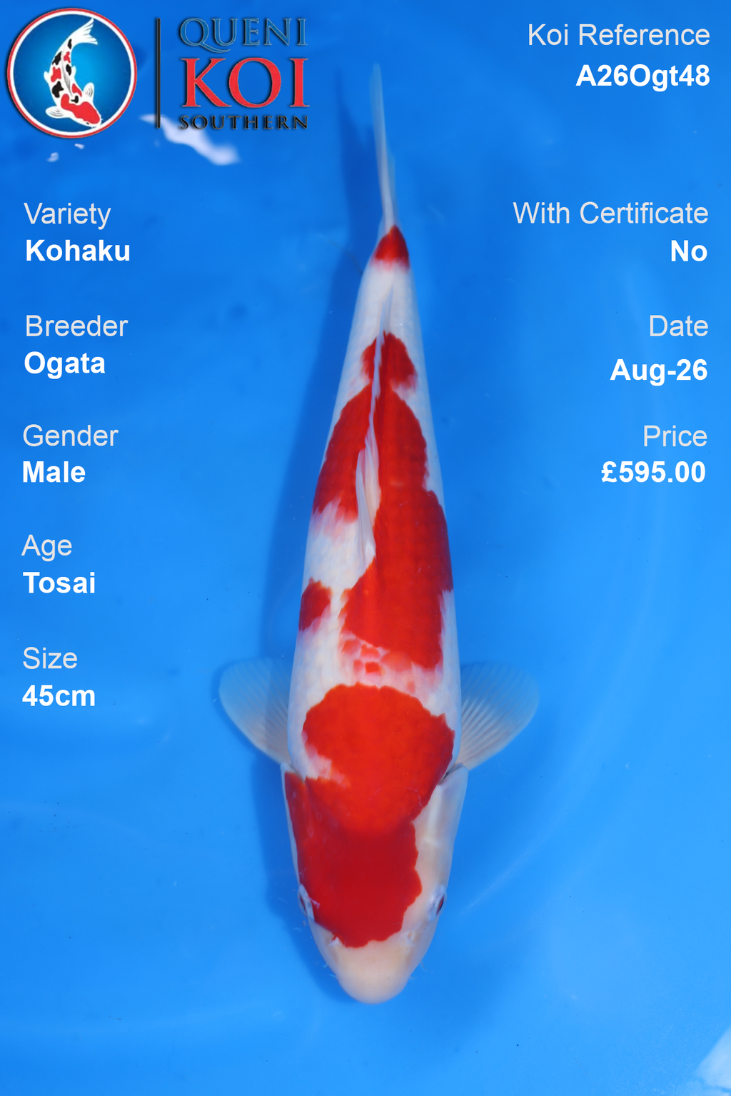 Kohaku by Ogata - Tosai - 45cm - A26Ogt48