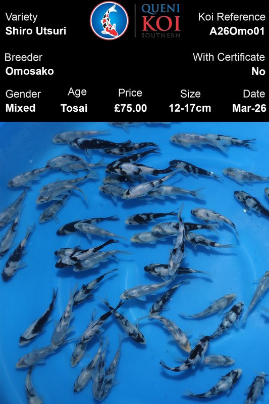 Shiro Utsuri Tosai koi fish by Omosako breeder A26Omo01