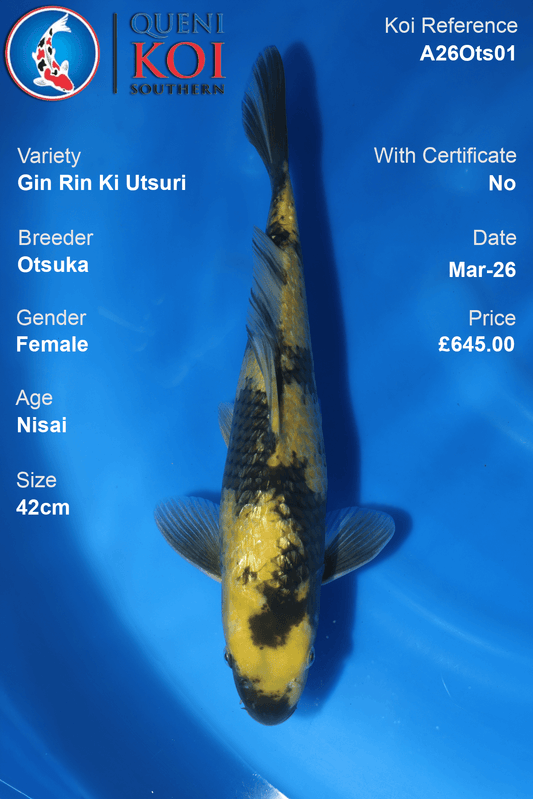 Female Gin Rin Ki Utsuri Koi 42cm from Otsuka, Nisai Japanese koi reference A26Ots01