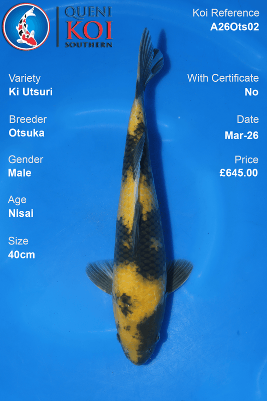 Male Ki Utsuri Koi 40cm from Otsuka, Nisai Japanese koi reference A26Ots02