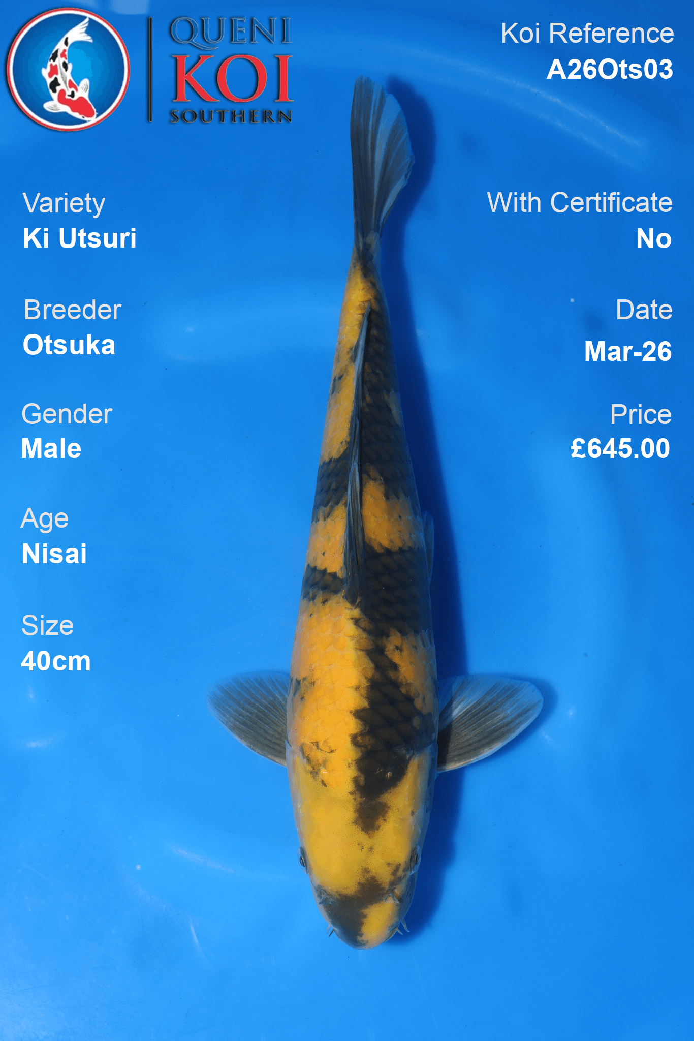 Male Ki Utsuri Koi 40cm from Otsuka, Nisai Japanese koi reference A26Ots03