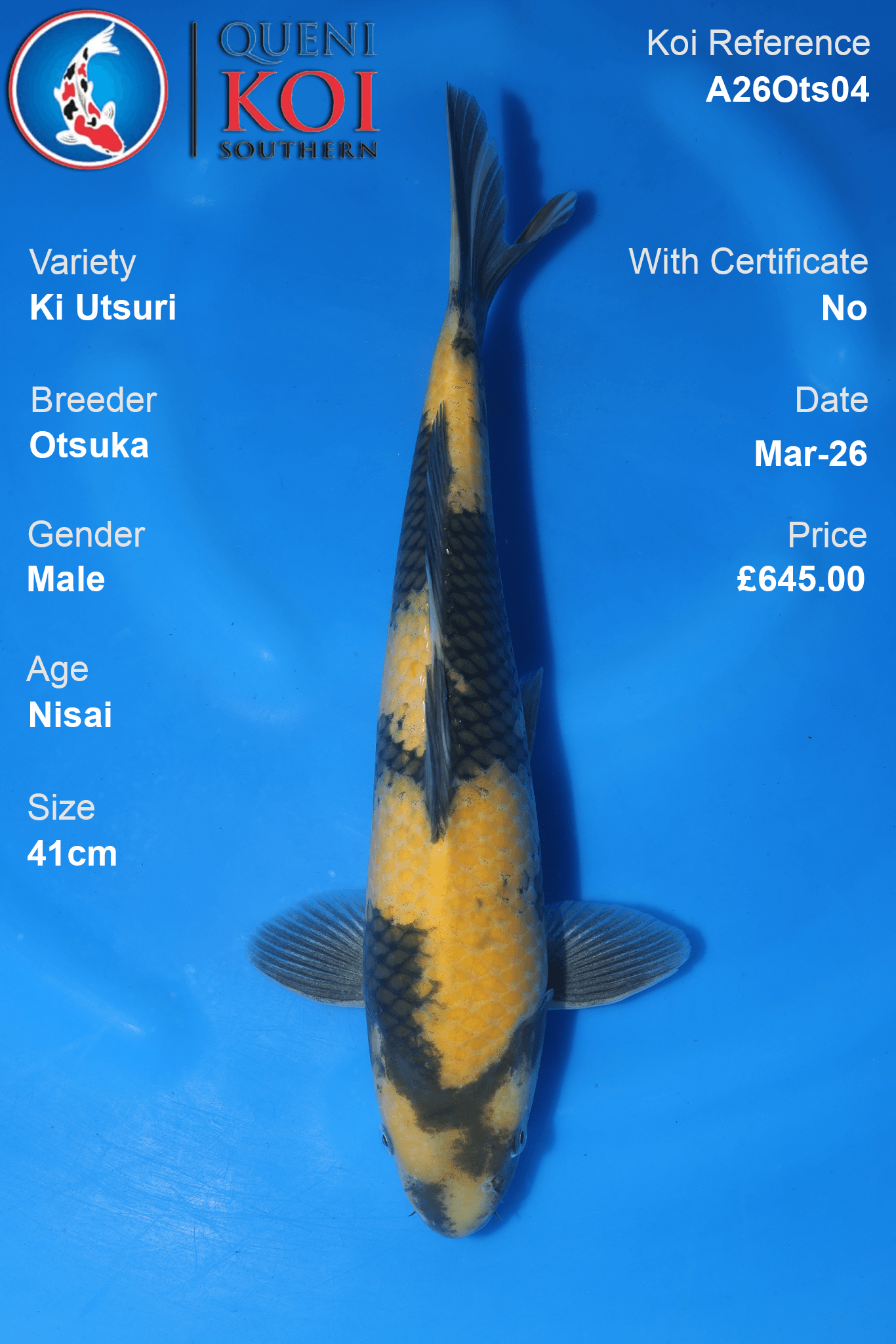 Male Ki Utsuri koi 41cm from Otsuka, Nisai Japanese koi reference A26Ots04