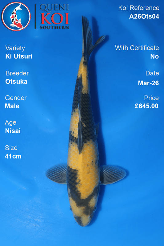 Male Ki Utsuri koi 41cm from Otsuka, Nisai Japanese koi reference A26Ots04