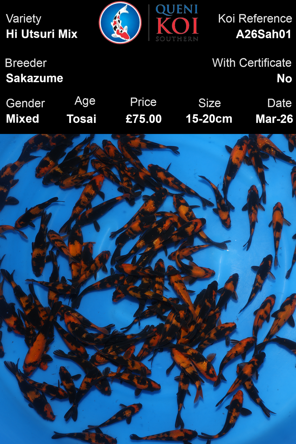 Hi Utsuri Mix koi fish by Sakazume breeder A26Sah01