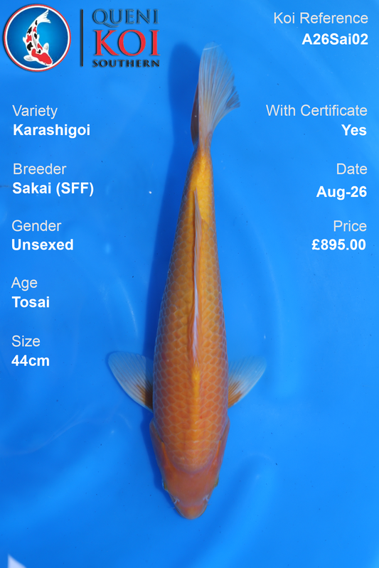 Karashigoi by Sakai Fish Farm - Tosai - 44cm - A26Sai02