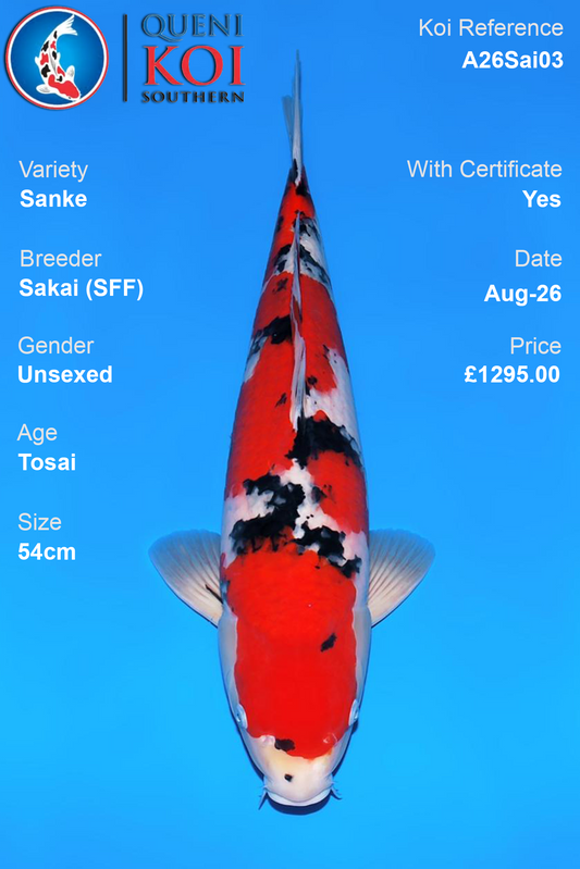 Sanke by Sakai Fish Farm - Tosai - 54cm - A26Sai03