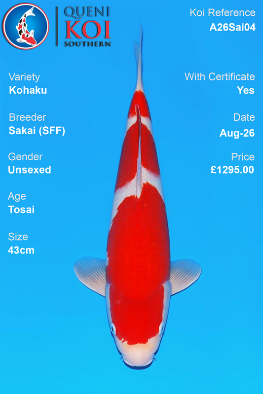 Kohaku by Sakai Fish Farm - Tosai - 43cm - A26Sai04