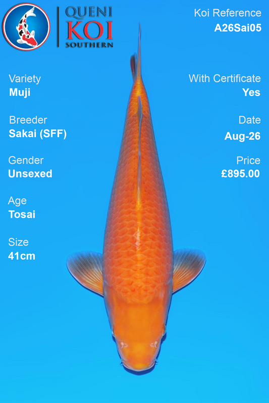 Muji by Sakai Fish Farm - Tosai - 41cm - A26Sai05