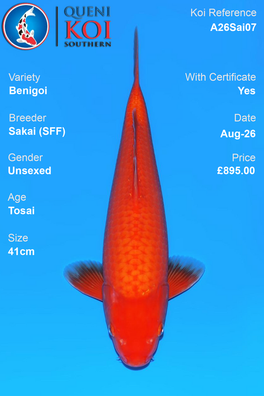Benigoi by Sakai Fish Farm - Tosai - 41cm - A26Sai07