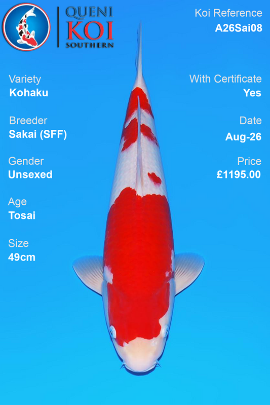 Kohaku by Sakai Fish Farm - Tosai - 49cm - A26Sai08