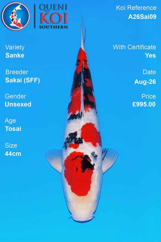 Sanke by Sakai Fish Farm - Tosai - 44cm - A26Sai09