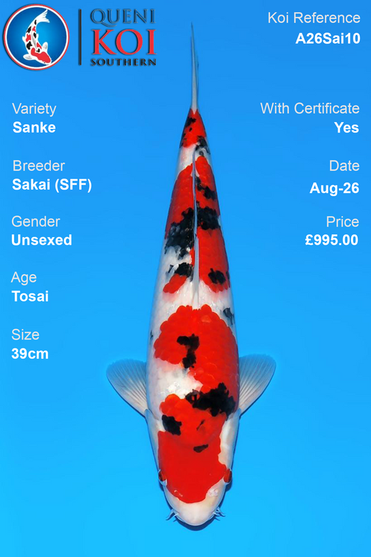 Sanke by Sakai Fish Farm - Tosai - 39cm - A26Sai10