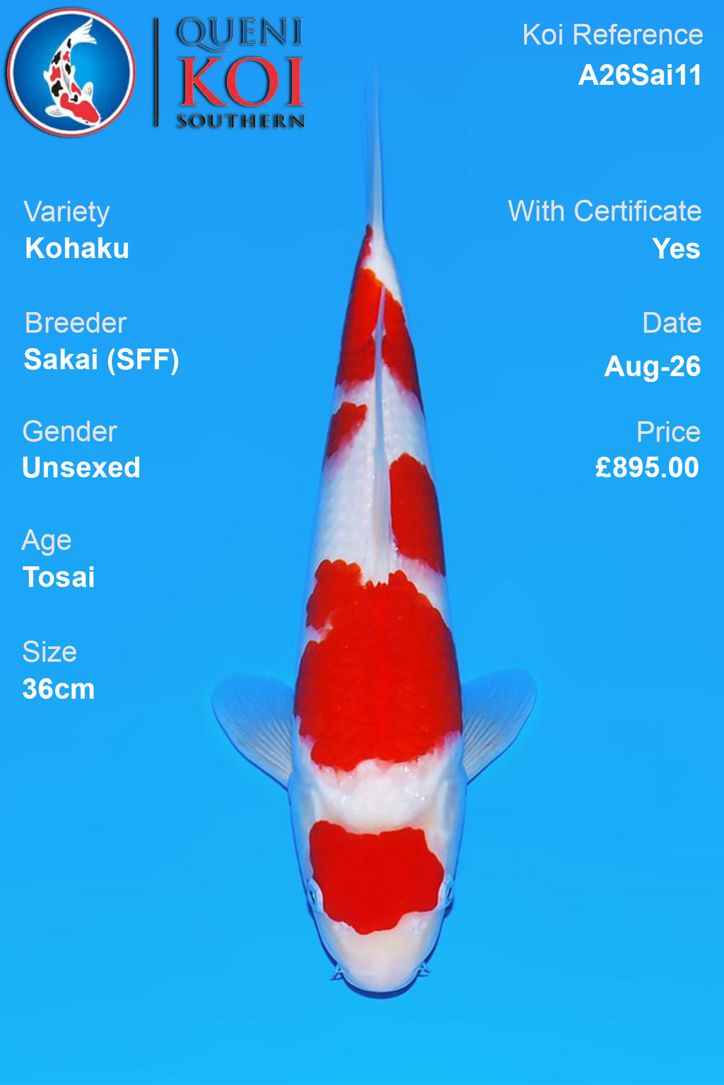 Kohaku by Sakai Fish Farm - Tosai - 36cm - A26Sai11