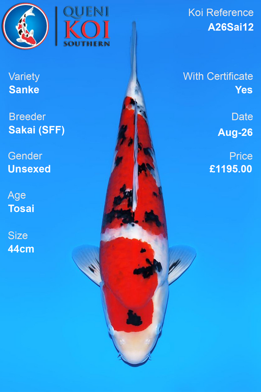 Sanke by Sakai Fish Farm - Tosai - 44cm - A26Sai12