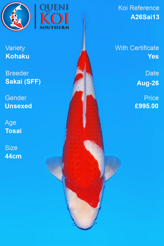 Kohaku by Sakai Fish Farm - Tosai - 44cm - A26Sai13