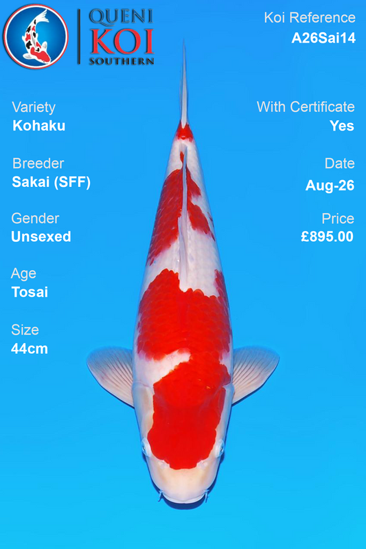 Kohaku by Sakai Fish Farm - Tosai - 44cm - A26Sai14