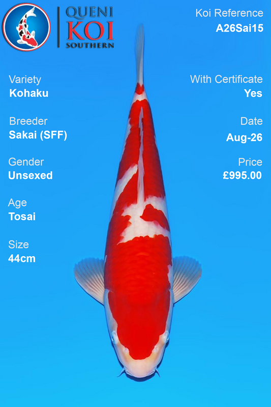 Kohaku by Sakai Fish Farm - Tosai - 44cm - A26Sai15