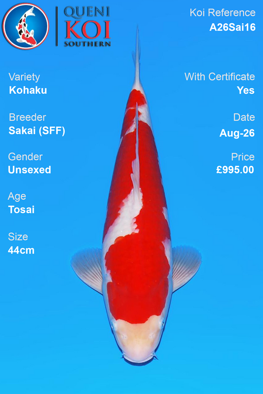 Kohaku by Sakai Fish Farm - Tosai - 44cm - A26Sai16