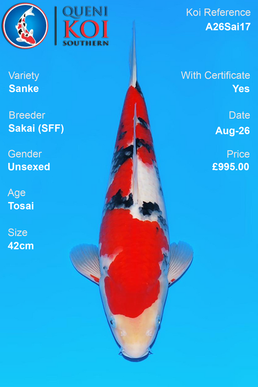 Sanke by Sakai Fish Farm - Tosai - 42cm - A26Sai17
