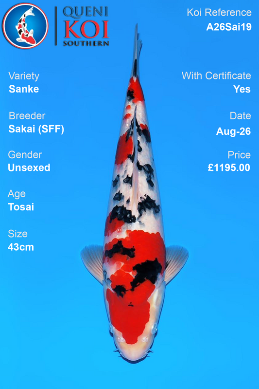 Sanke by Sakai Fish Farm - Tosai - 43cm - A26Sai19