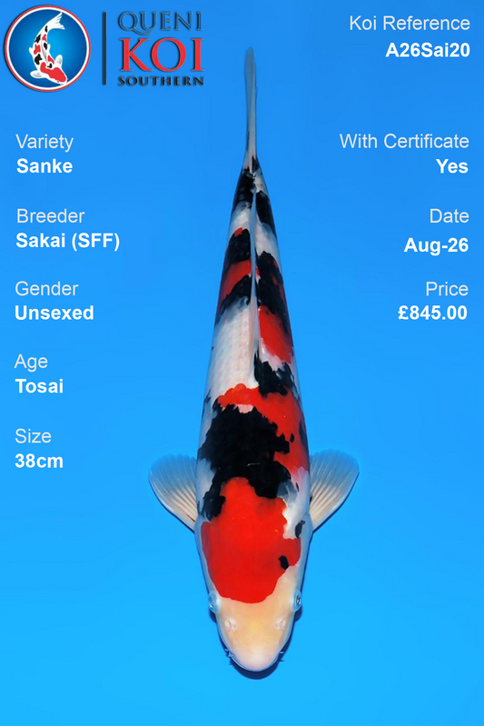 Sanke by Sakai Fish Farm - Tosai - 38cm - A26Sai20