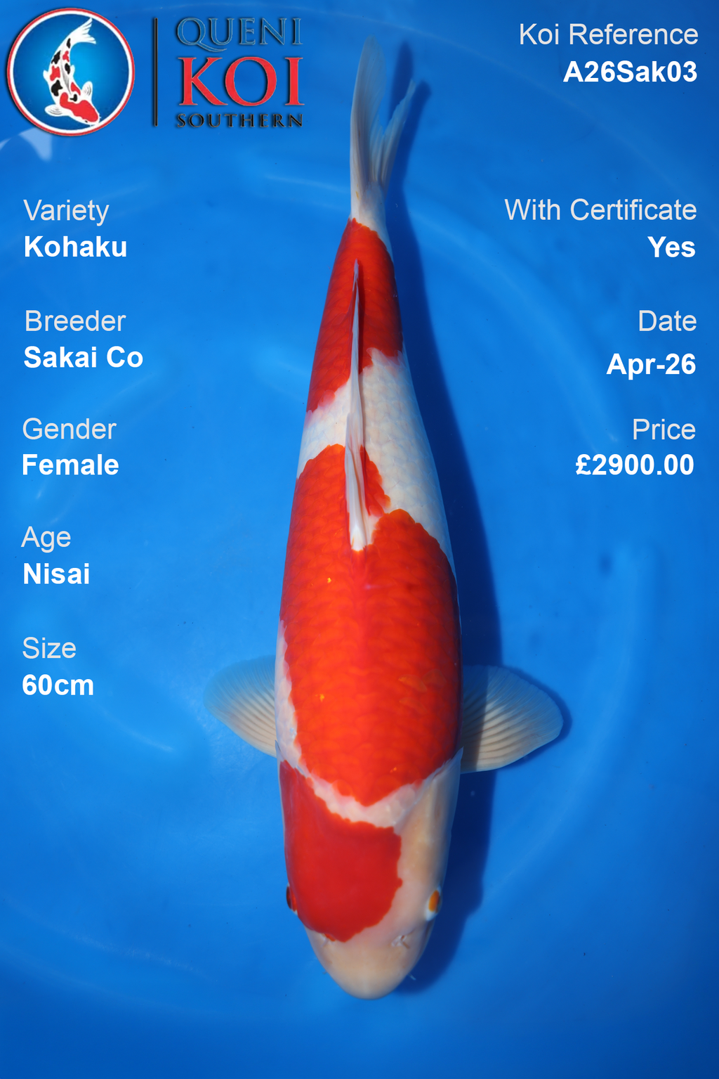 Female Kohaku Sakai Koi 60cm – Sakai Co A26Sak03